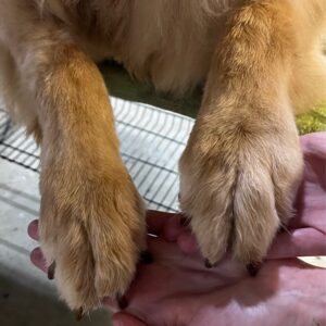 Dog Nail Trim and Ear Clean
