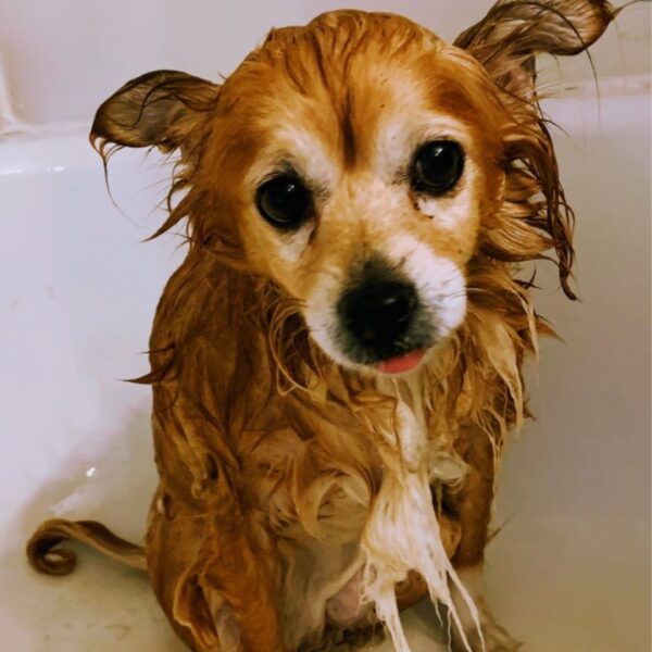 Flea/Tick Treatment