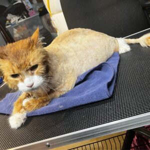 Lion Cut