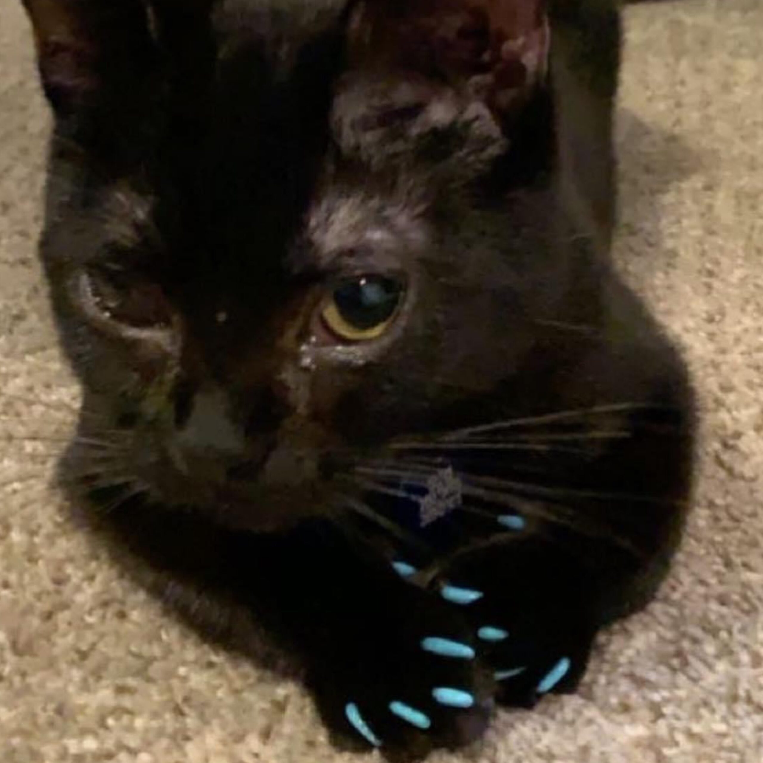 40 Pack Soft Nail Caps For Cat Claws Black Medium Color Soft Claws