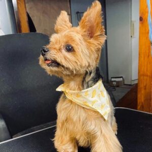 Extra Small Full Service Dog Groom