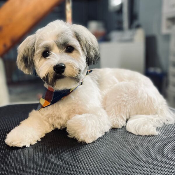 Small Full Service Dog Groom