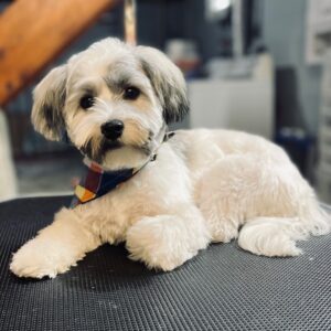 Small Full Service Dog Groom