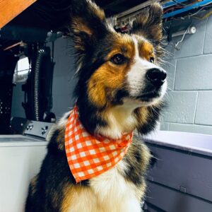 Medium Full Service Dog Groom