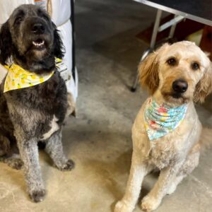 Large Full Service Dog Groom
