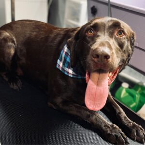 Extra Large Full Service Dog Groom